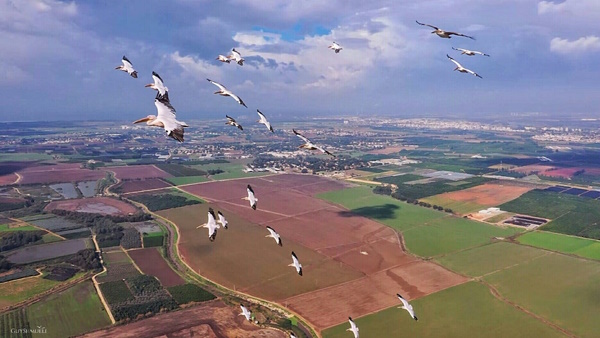 https://www.pulseem.co.il/Pulseem/ClientImages/11468///600shavuot.jpg