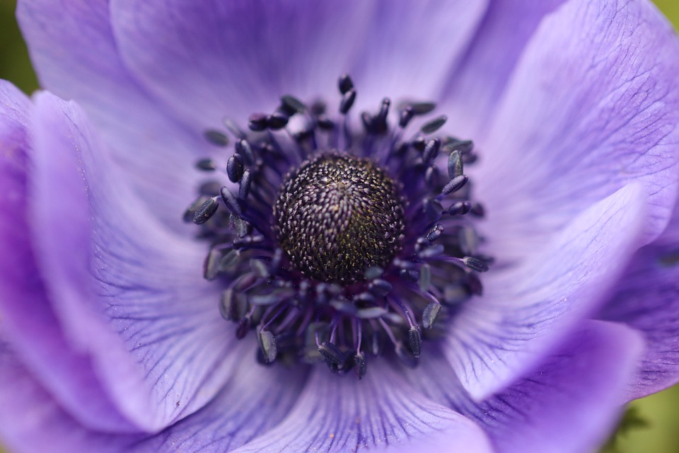 https://www.pulseem.co.il/Pulseem/ClientImages/2888///crown-anemone-6157488_960_720.jpg