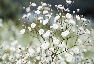 https://www.pulseem.co.il/Pulseem/ClientImages/9859///gypsophila29.jpg