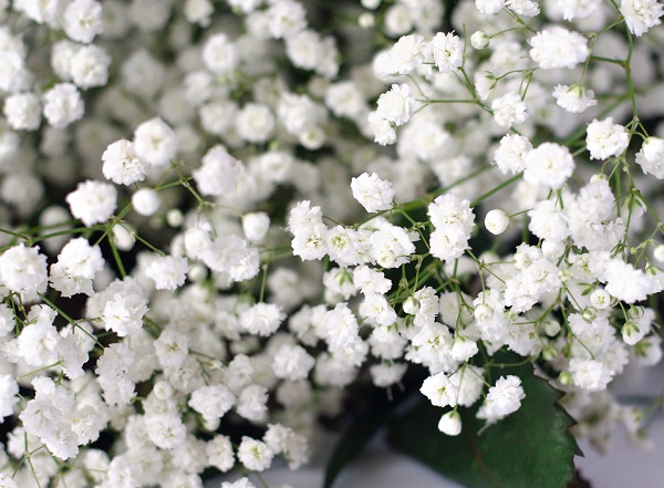 https://www.pulseem.co.il/Pulseem/ClientImages/9859///gypsophila_2022.jpg